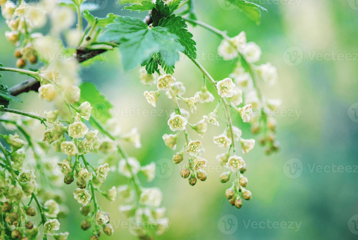 Garden currant flowering closeup, Ribes rubrum, Red currant blossoming in spring photo