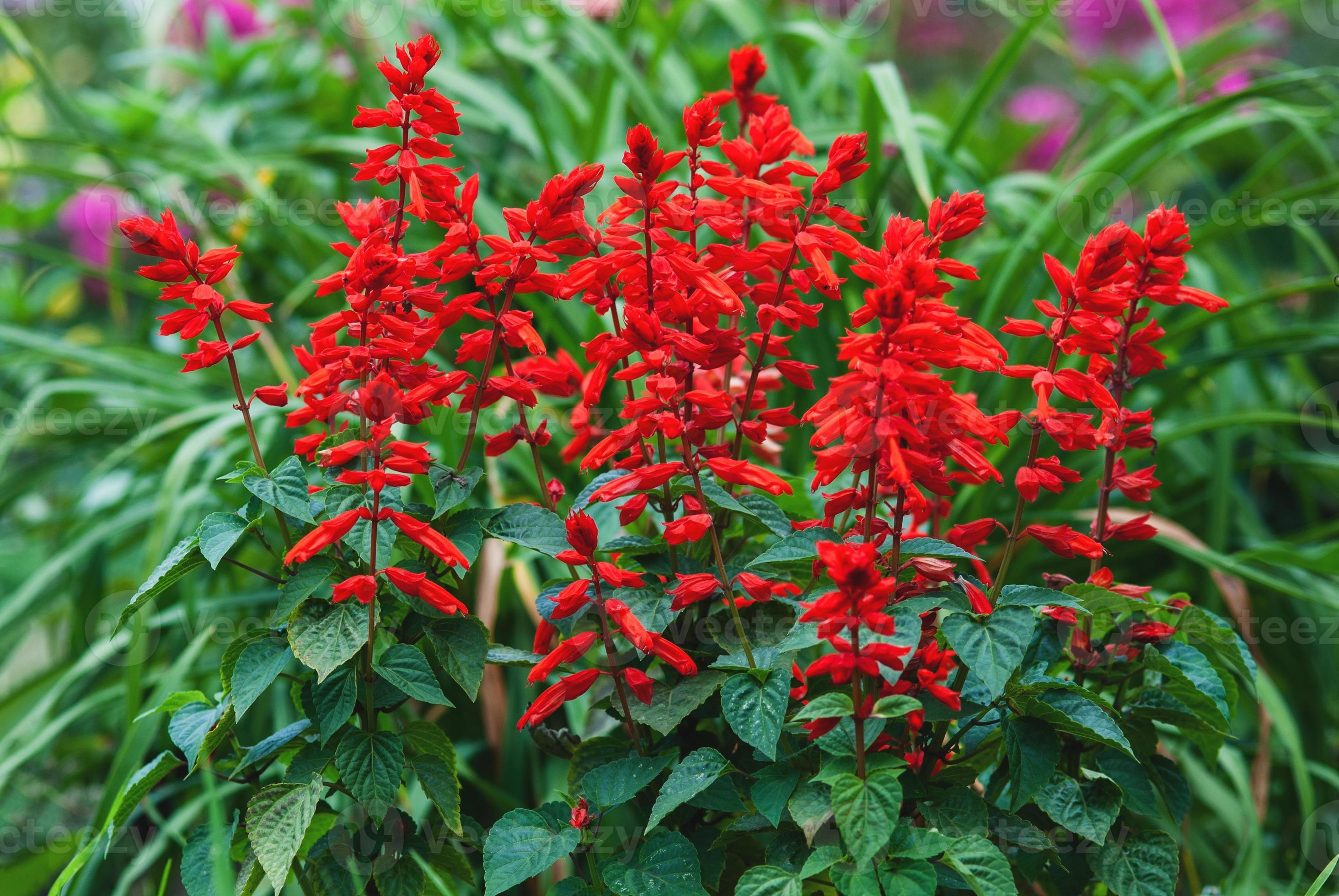 Wrong Flower Image