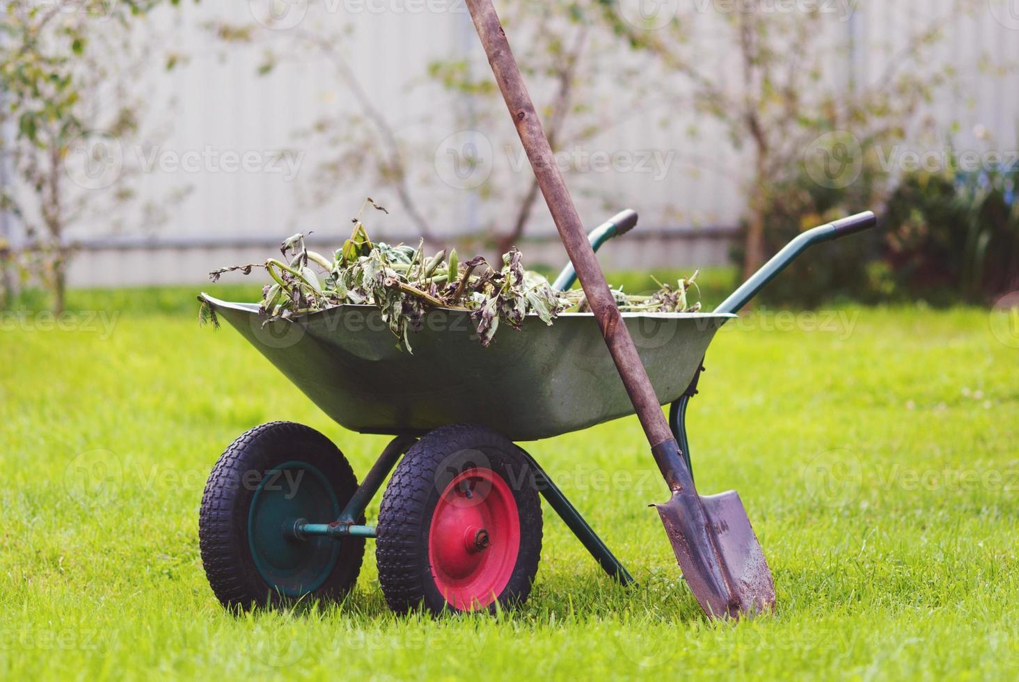 Wheelbarrow in the backyard, green lawn, shovel, uprooted weeds, garden work photo
