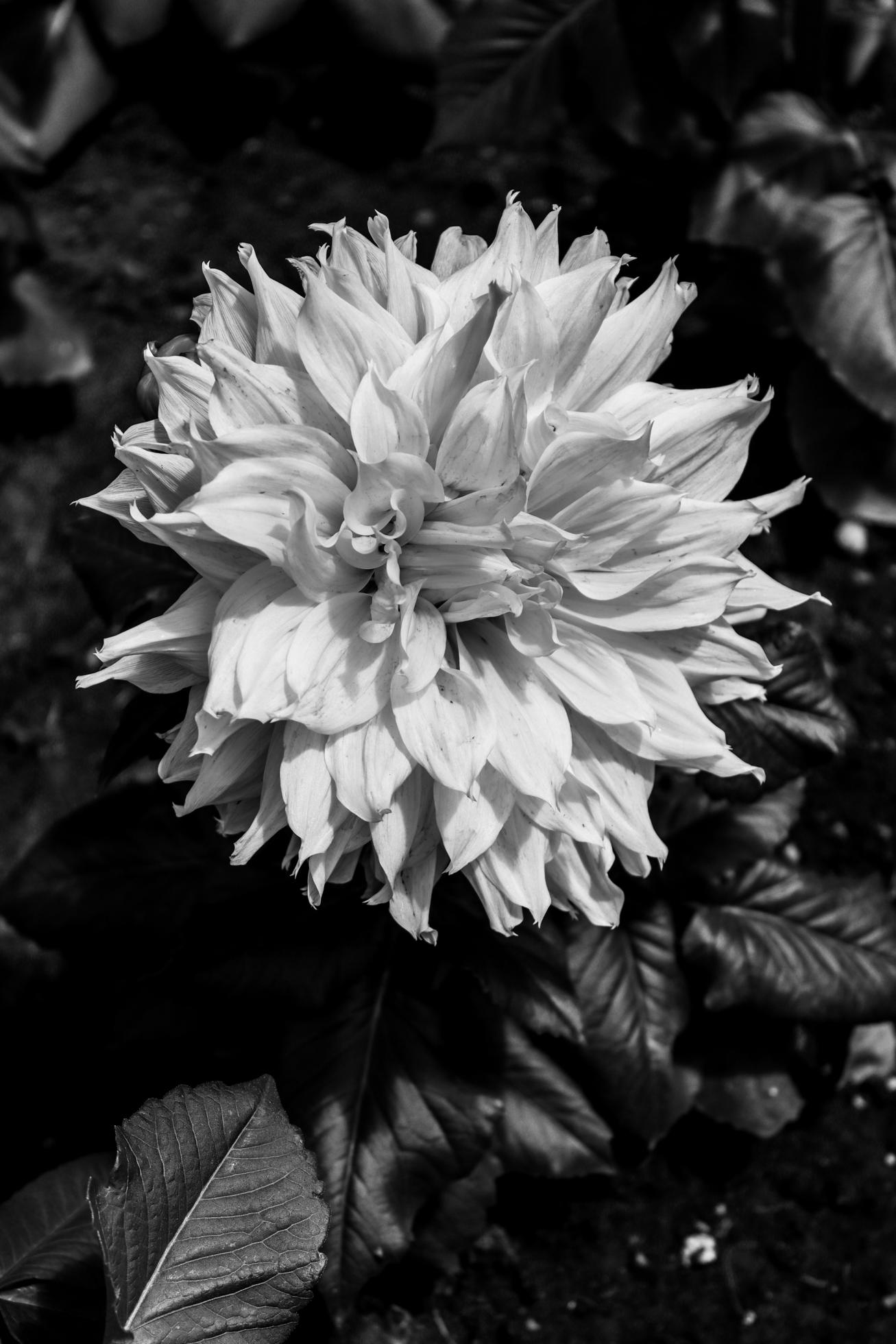 Species of dahlia flower of white color with shades of yellow,photo
