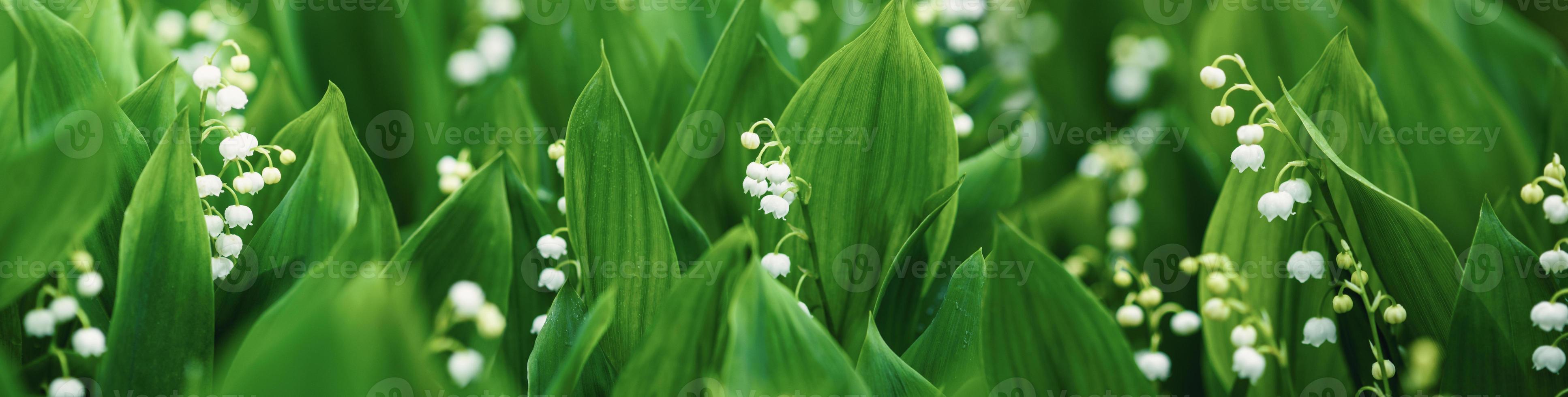 Lilies of the valley background, spring flowers wide banner photo