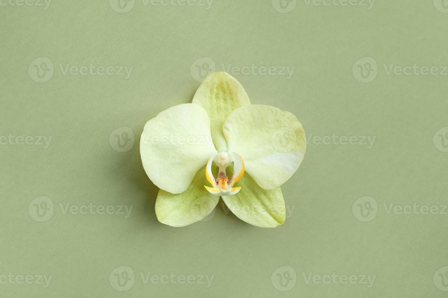 flor de orquídea amarilla única sobre fondo verde claro, diseño plano  floral mínimo, espacio de copia 12684577 Foto de stock en Vecteezy