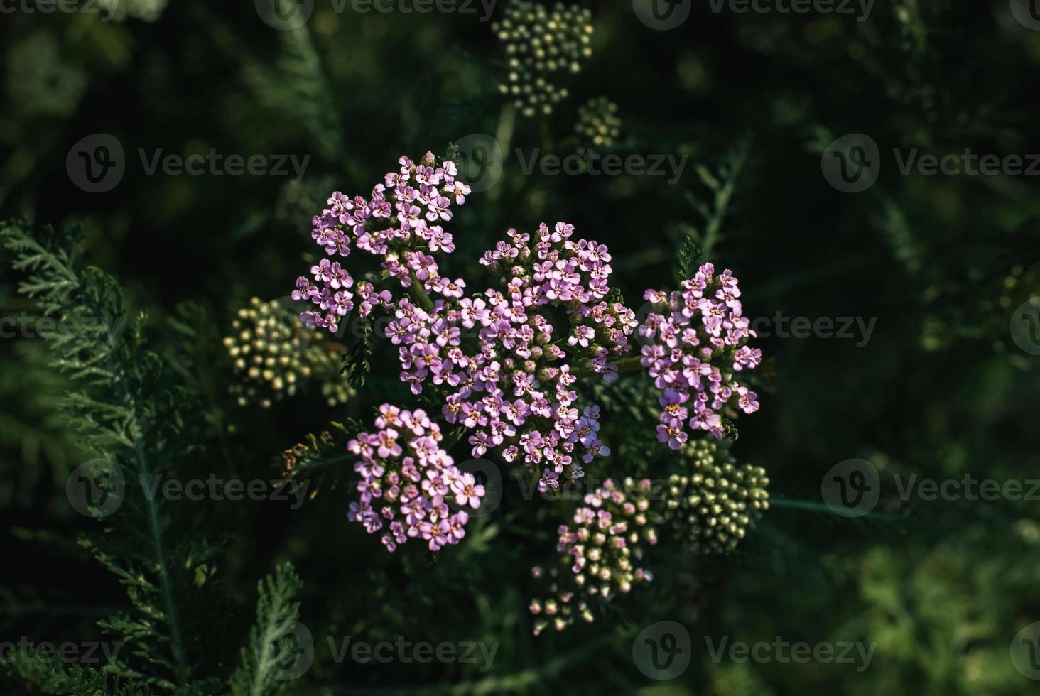 Pink yarrow at night, medicinal herb, milfoil plant blooming in the evening garden photo