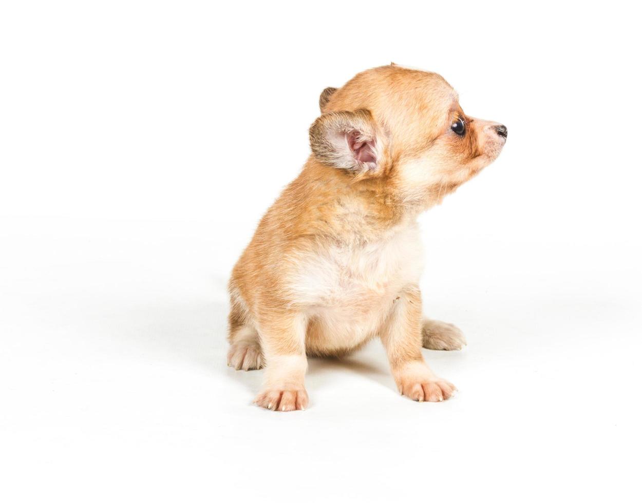 chihuahua puppy in front of a white background photo