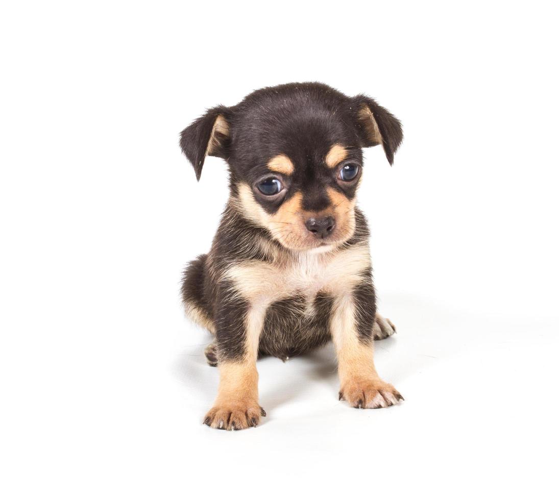 chihuahua puppy on white background photo