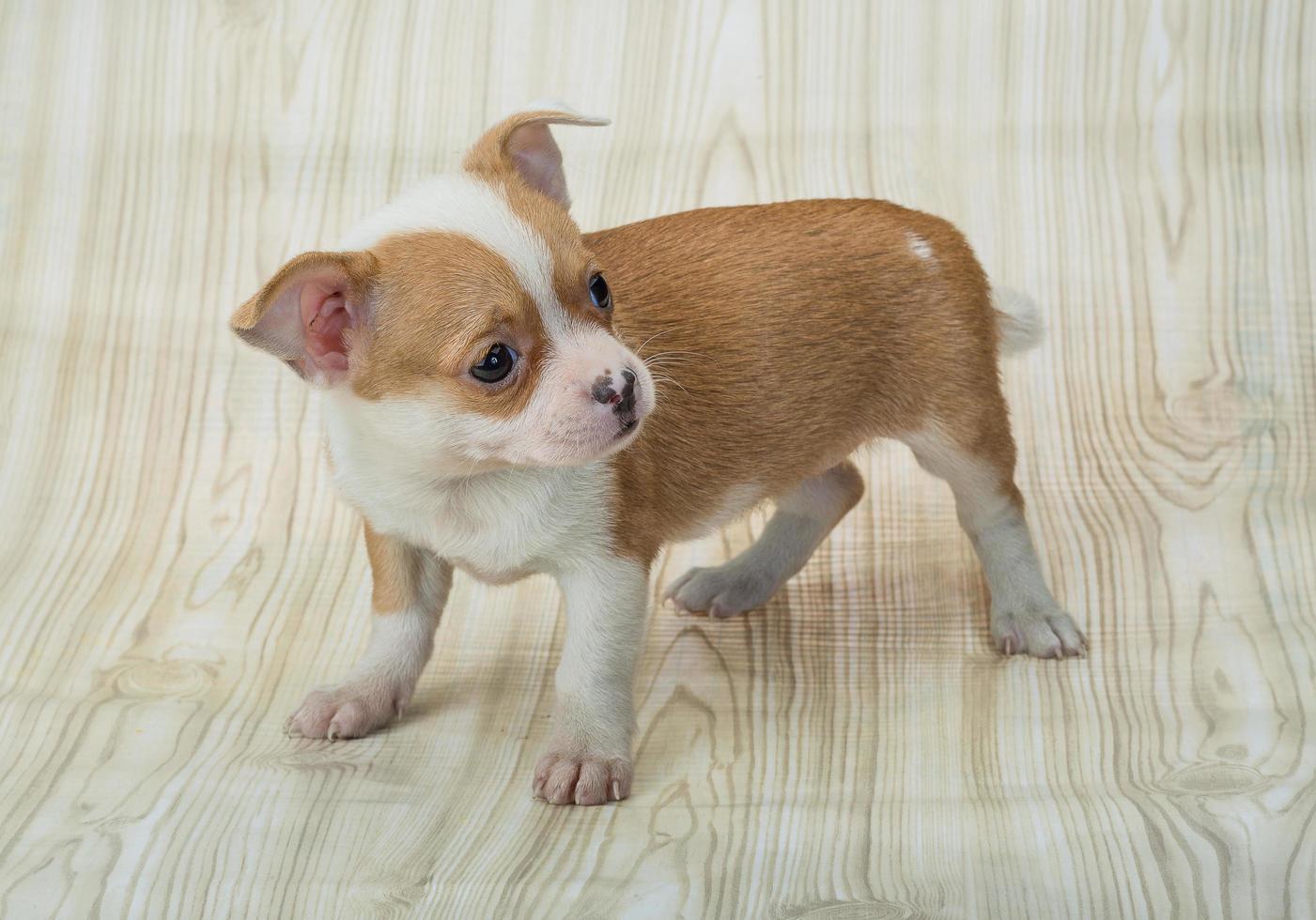 Chihuahua puppy on wooden background photo