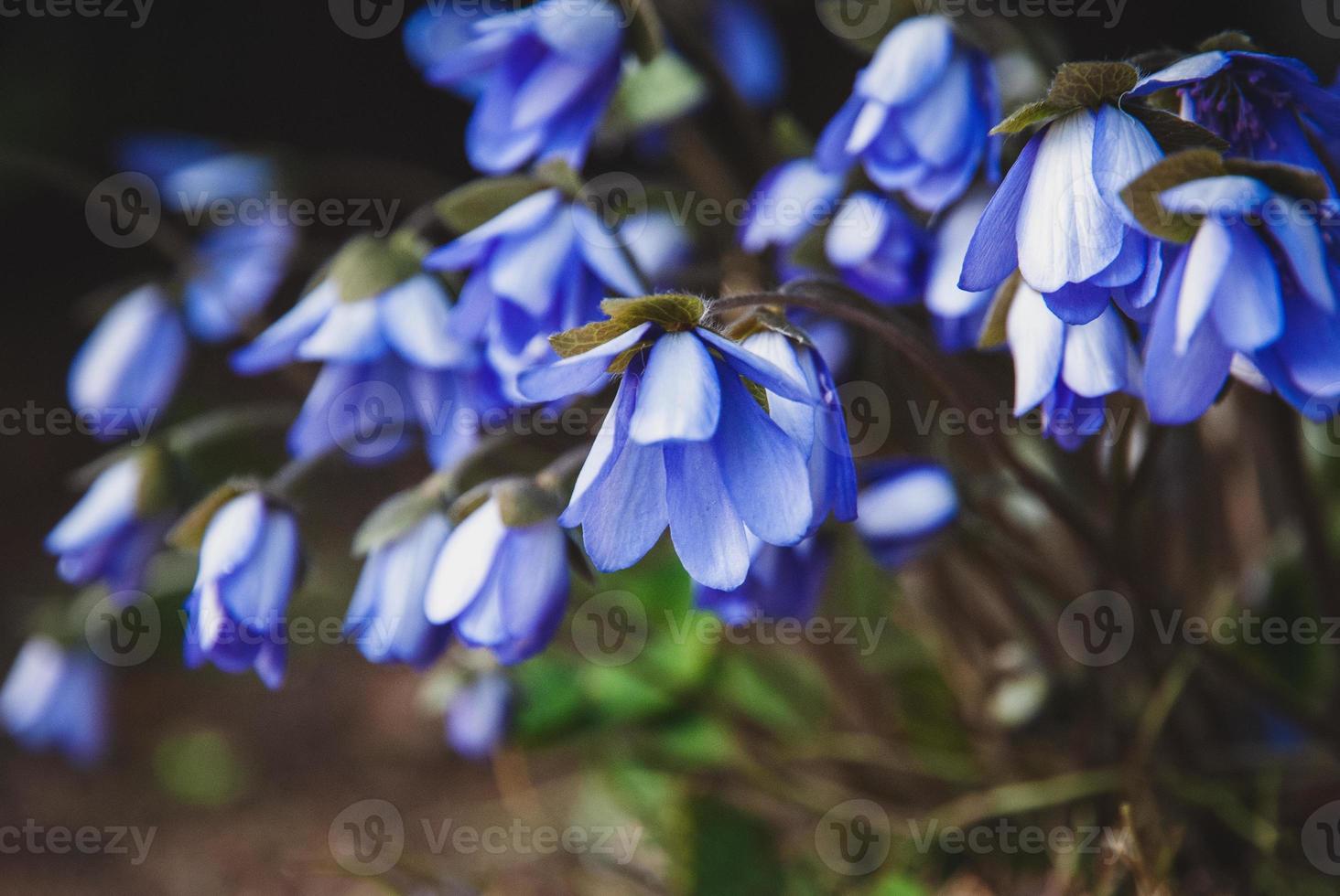 Anemone hepatica flowers in spring forest closeup photo