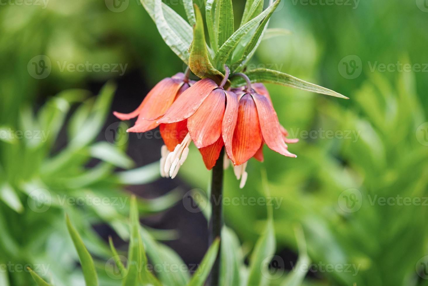 Crown imperial flower, Fritillaria imperialis or Kaiser's crown bloom
