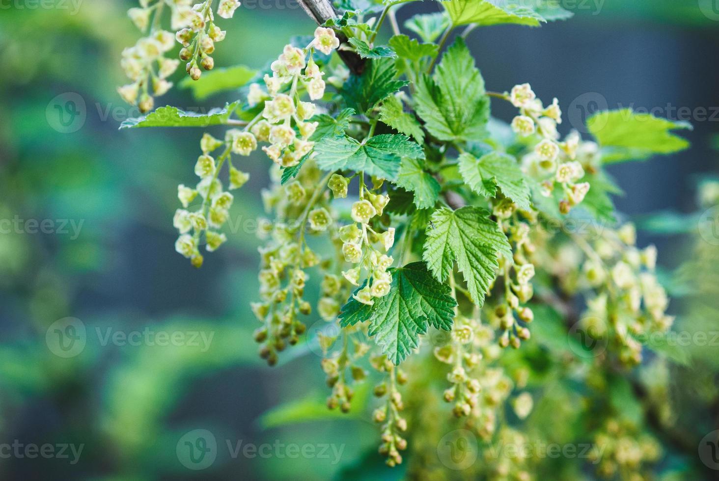 Red currant blossom, blooming garden current bush, European red currant, Cultivated red currant flowers on branch photo