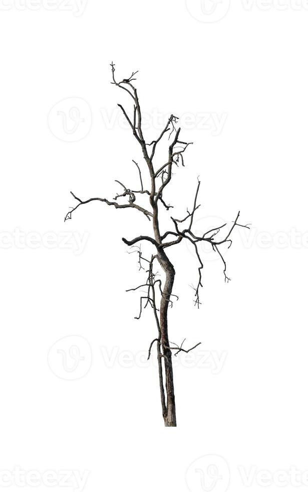 dead tree isolated on white background with clipping path and alpha channel photo