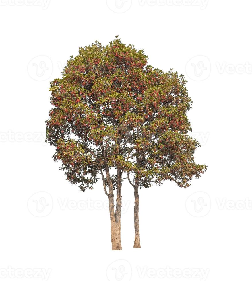 Tree that are isolated on a white background are suitable for both printing and web pages photo