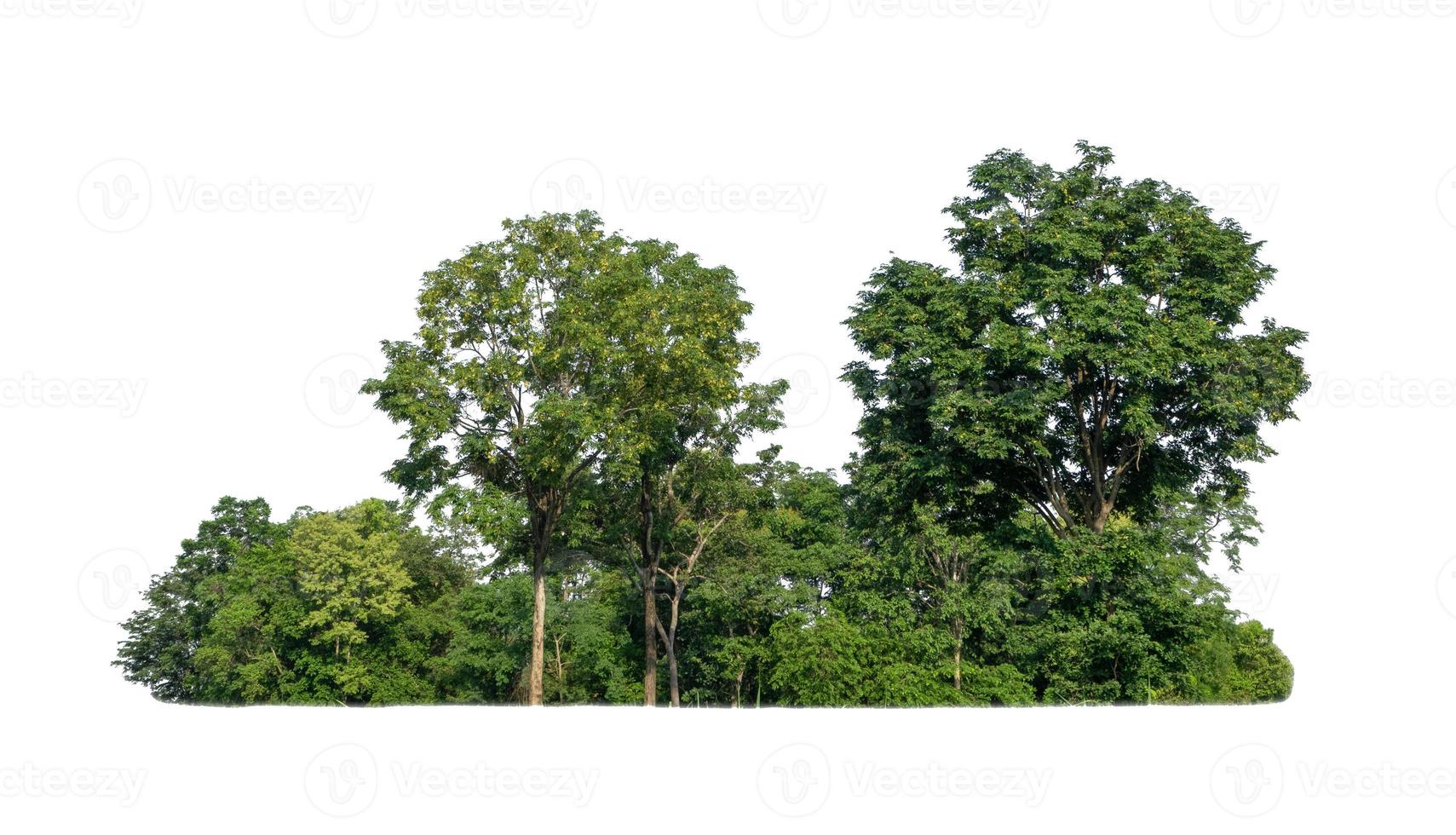 árboles verdes aislados sobre fondo blanco. son bosque y follaje en verano tanto para impresión como para páginas web foto