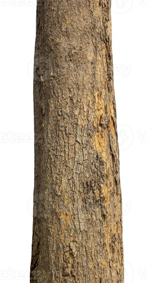 Trunk of a Tree Isolated On White Background photo