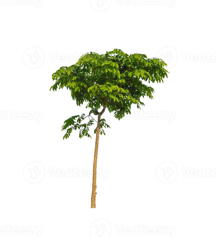 Trees that are isolated on a white background are suitable for both printing and web pages photo