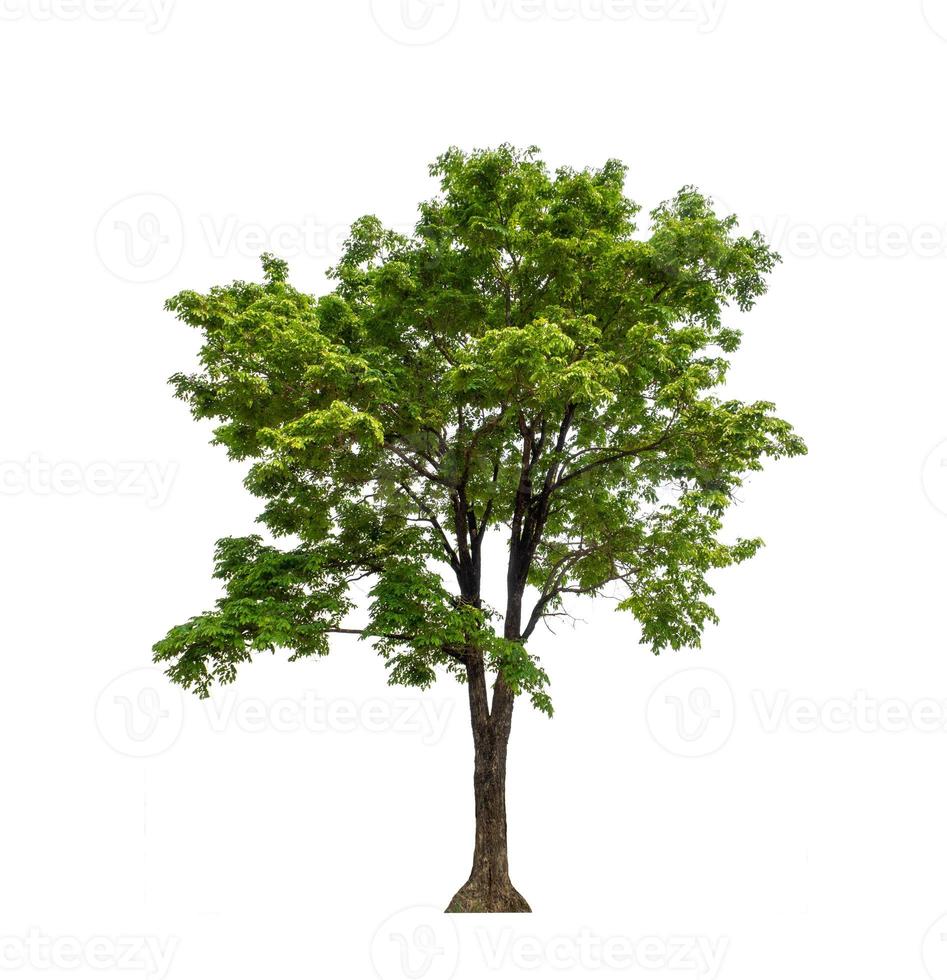 Tree that are isolated on a white background are suitable for both printing and web pages photo