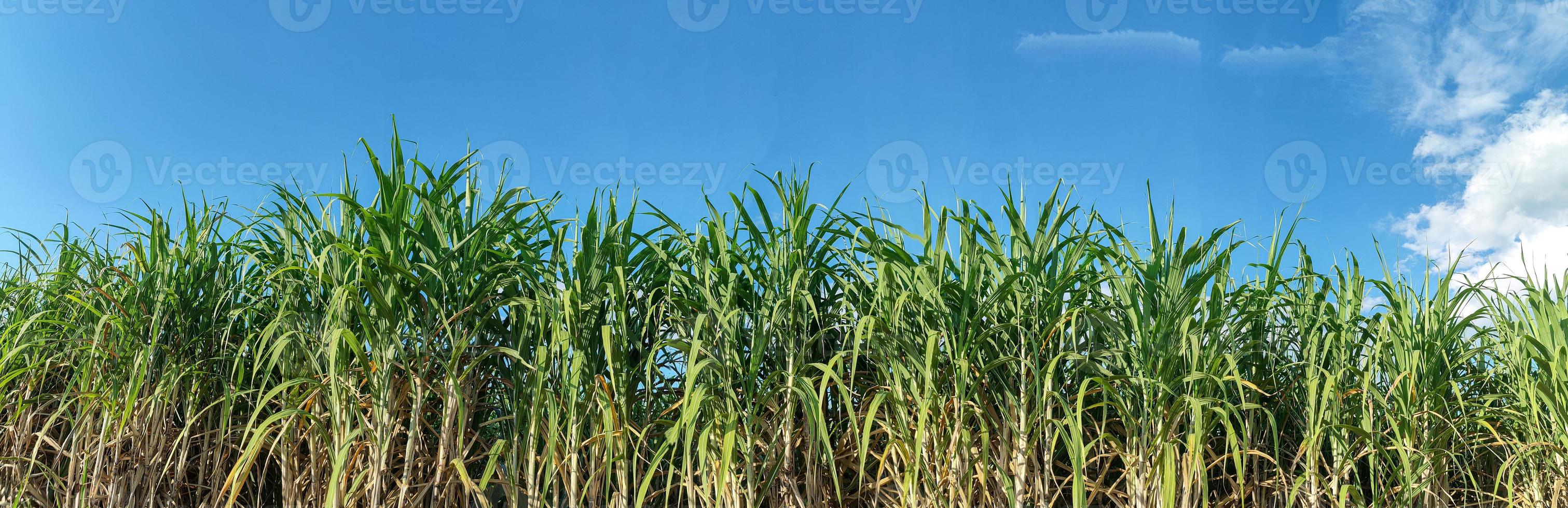campos de caña de azúcar y cielo azul foto