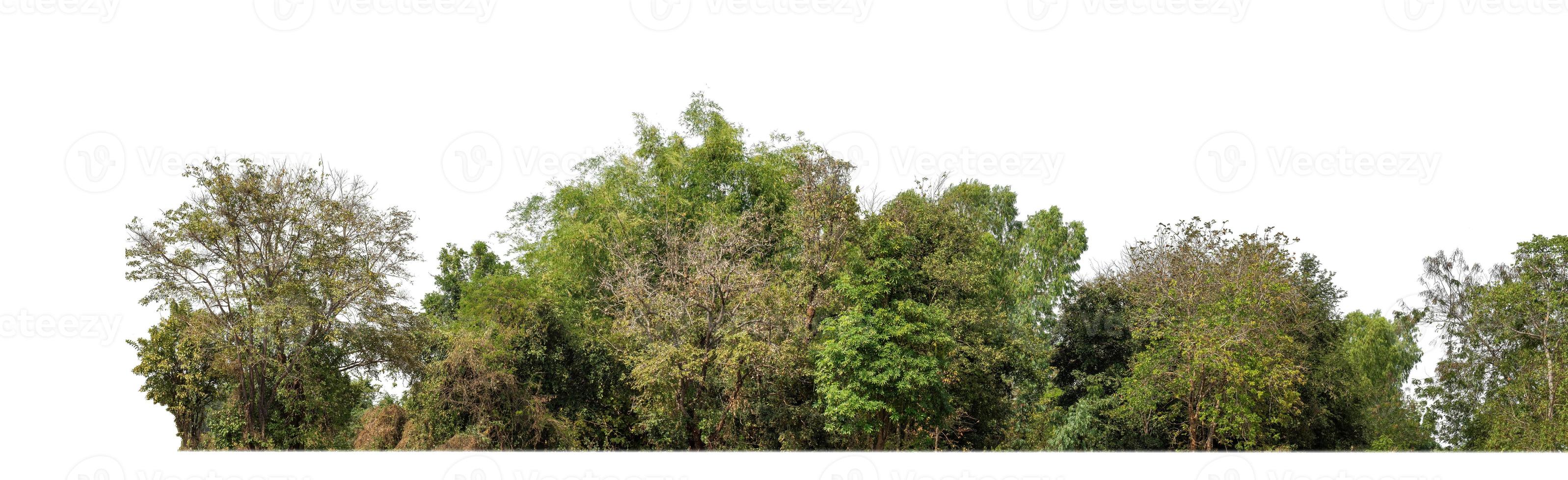 árboles verdes aislados en fondo blanco.son bosques y follaje en verano tanto para impresión como para páginas web con ruta de corte y canal alfa foto