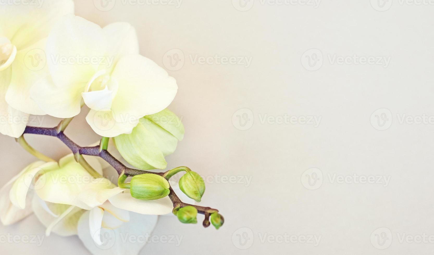 Orchid background with copy space, vanilla yellow flowers with green buds closeup photo