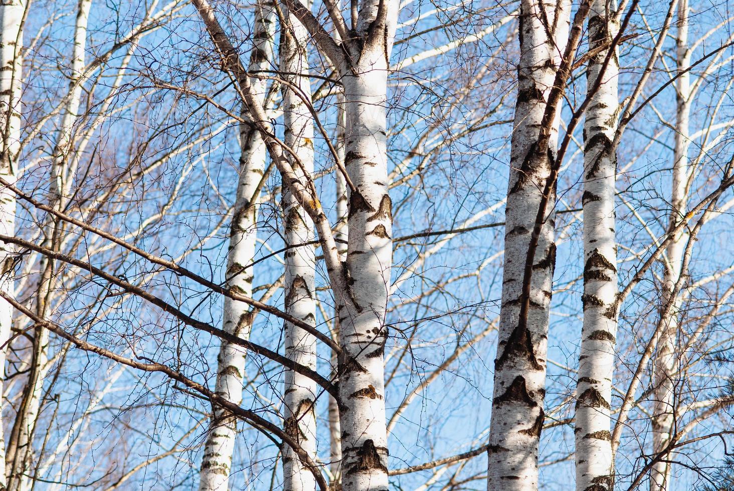 White birch trees in early spring on blue sky background photo