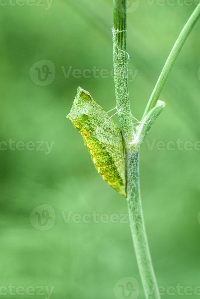 Chrysalis of Swallowtail butterfly, Papilio zelicaon pupa attached to dill stem closeup photo