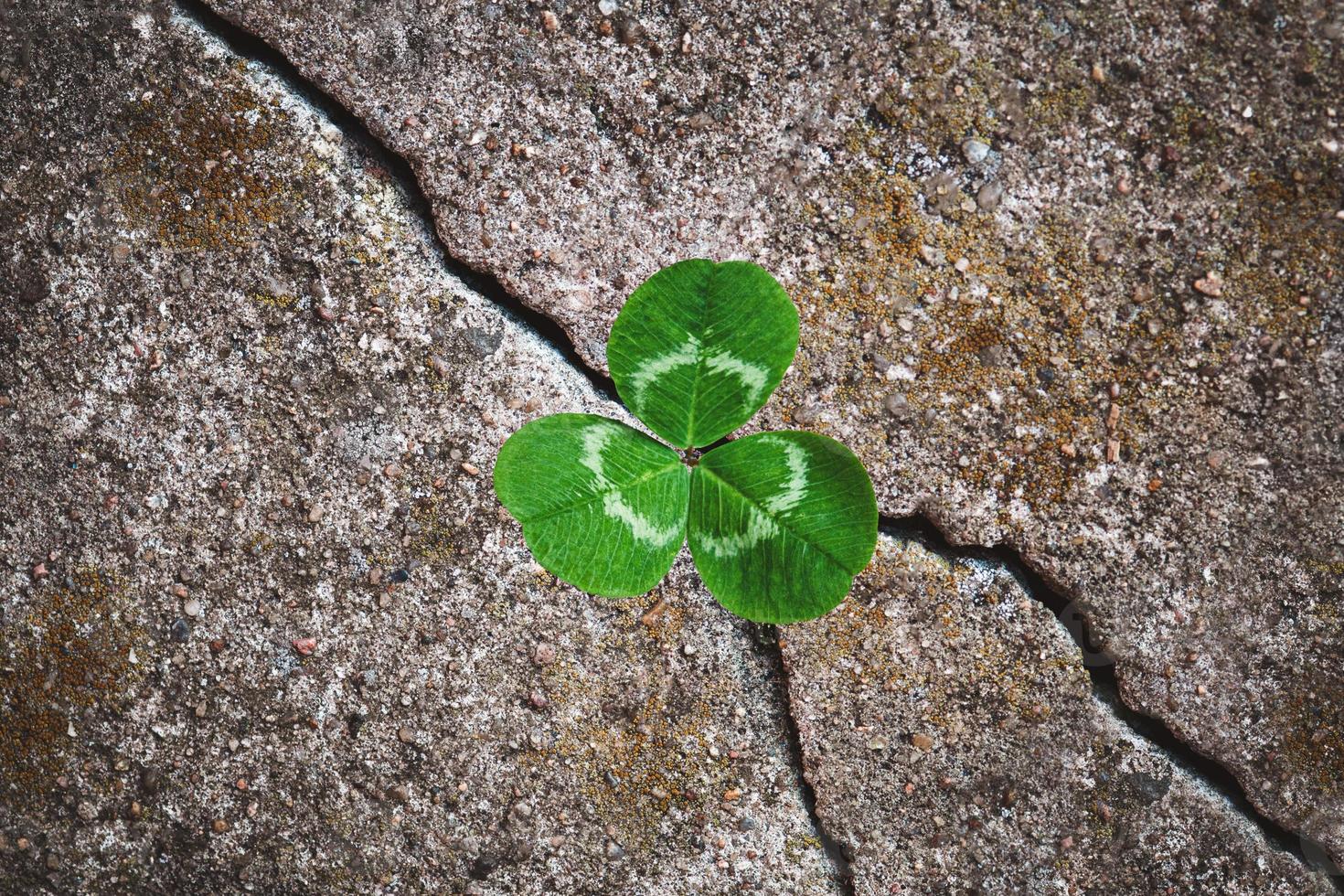 Green clover plant grown in stone - rebirth, revival resilience and renewal concept photo