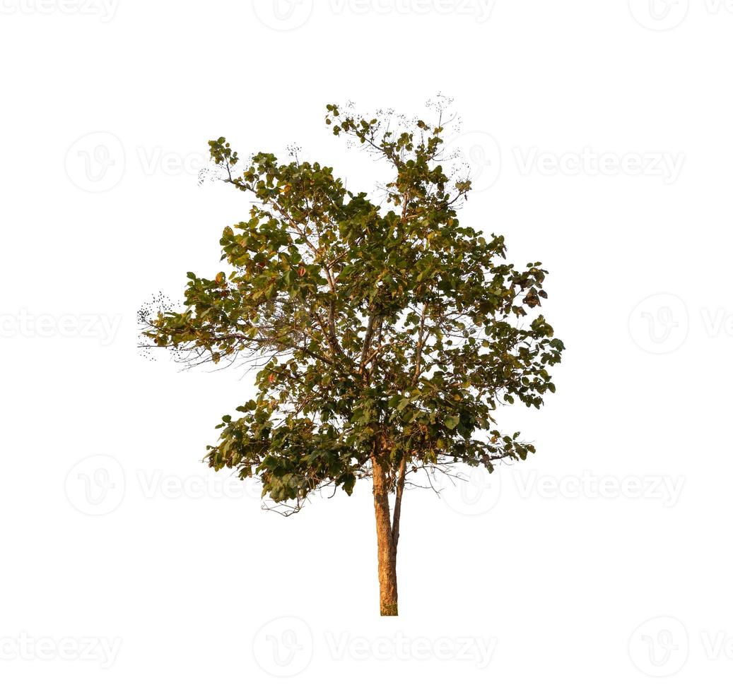 Tree that are isolated on a white background are suitable for both printing and web pages photo