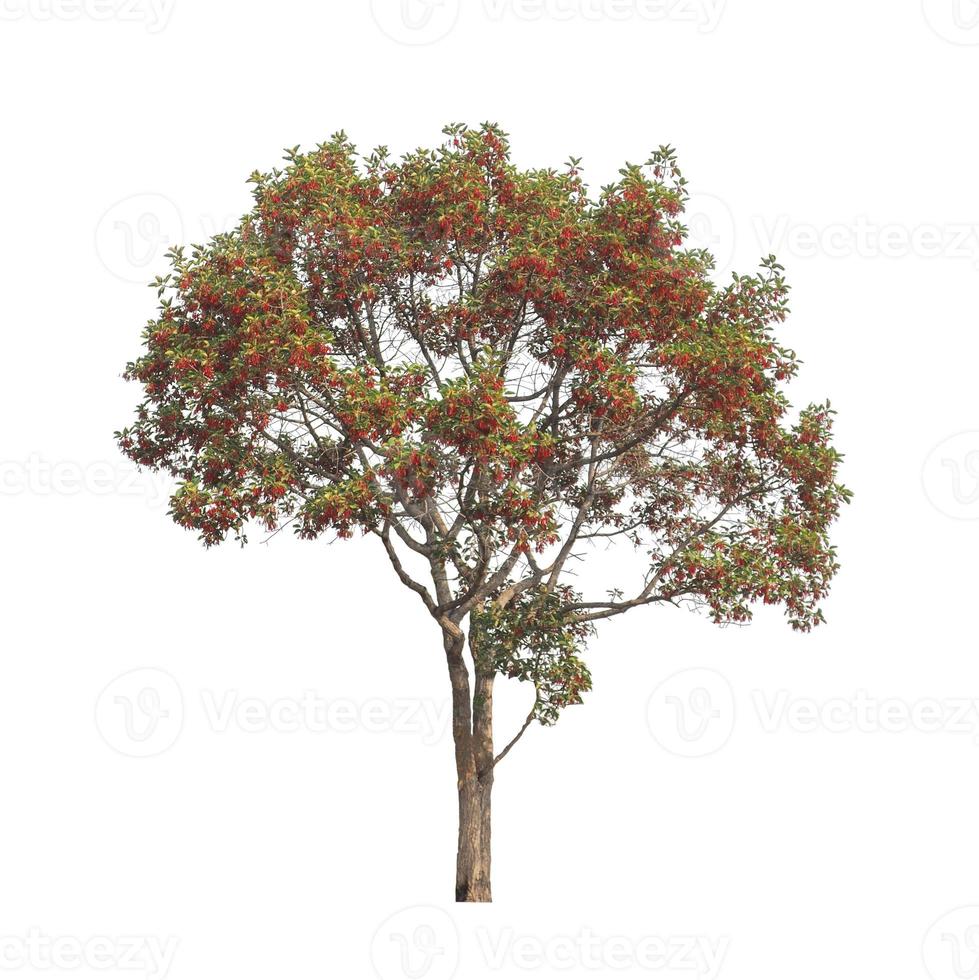 Tree that are isolated on a white background are suitable for both printing and web pages photo