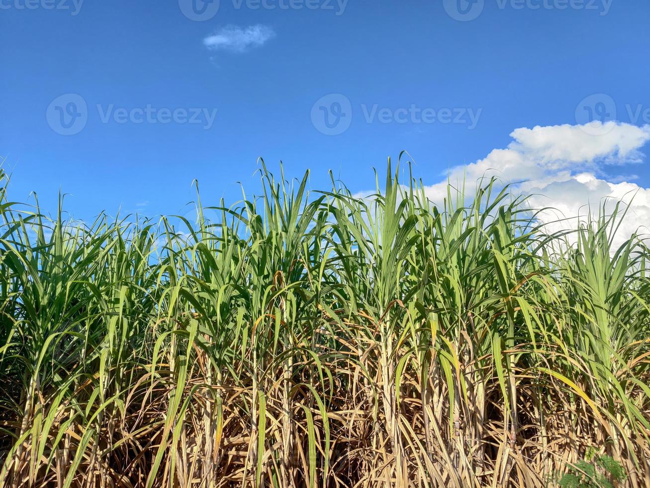 campos de caña de azúcar y cielo azul foto