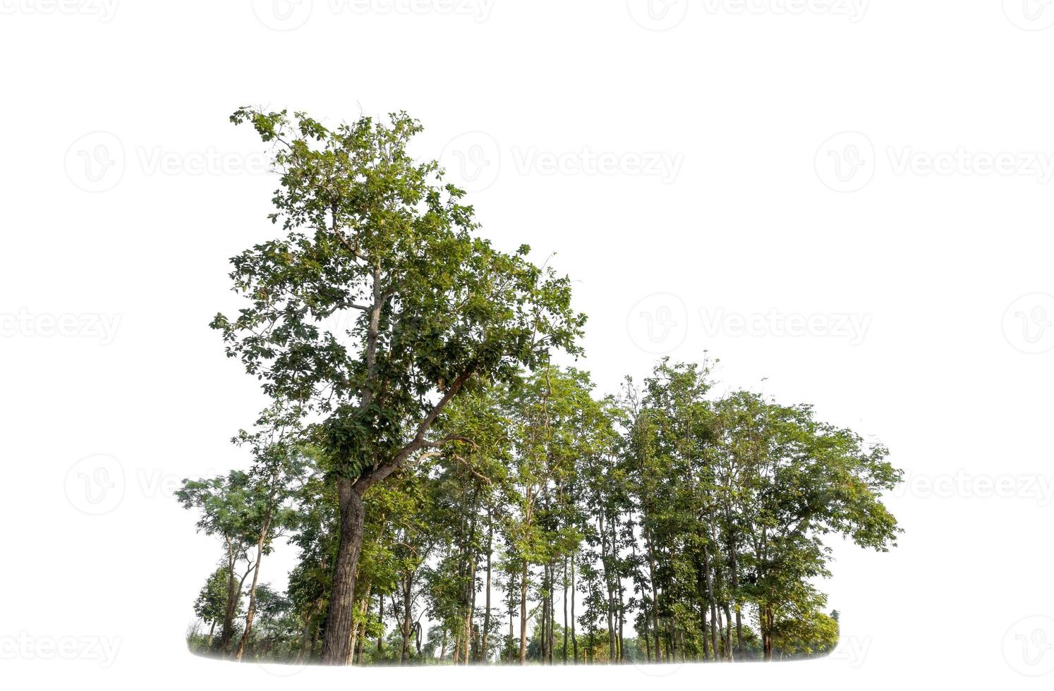Green Trees isolated on white background. are Forest and foliage in summer for both printing and web pages photo
