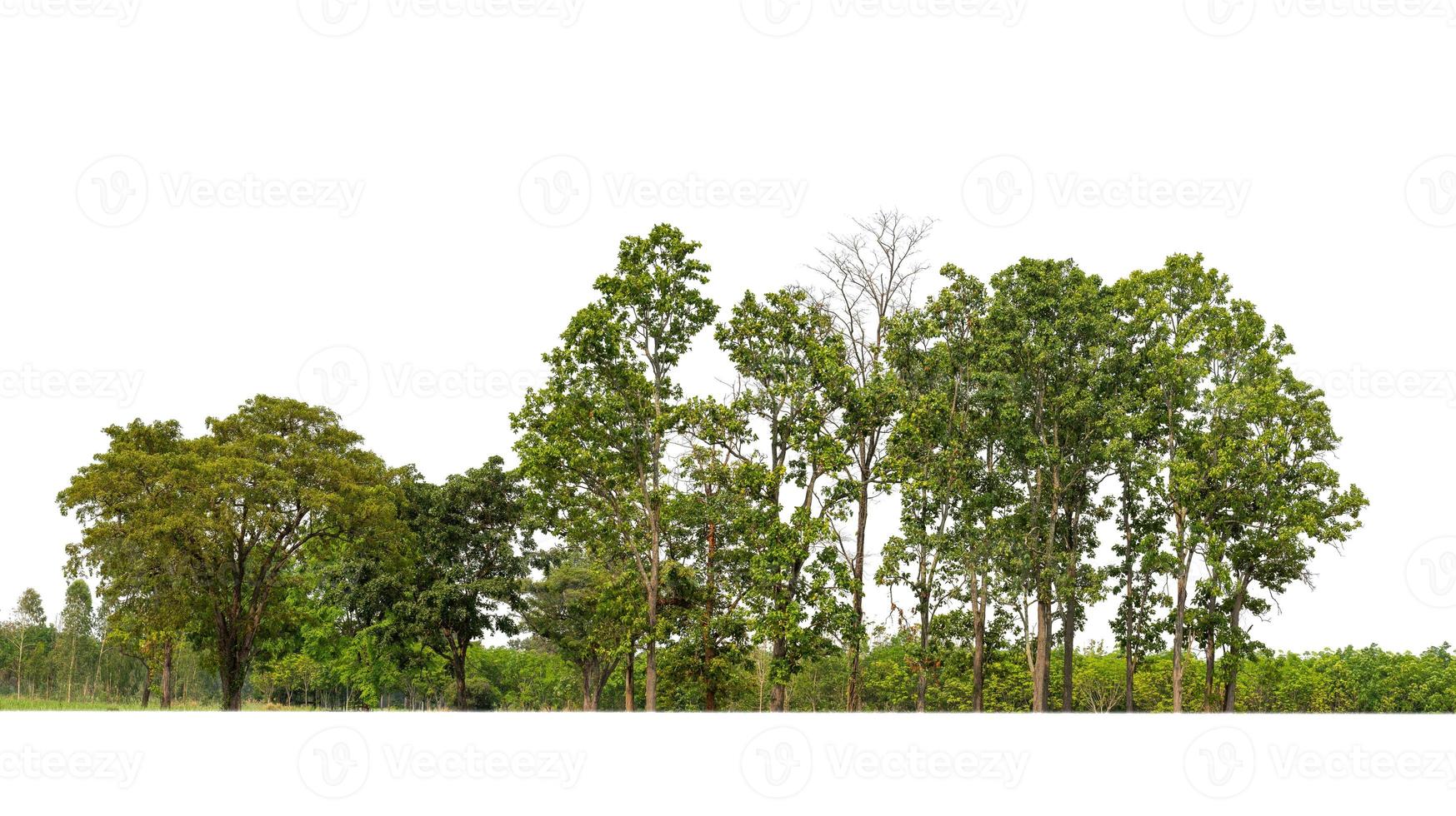 árboles verdes aislados en fondo blanco.son bosques y follaje en verano tanto para impresión como para páginas web con ruta cortada y canal alfa foto