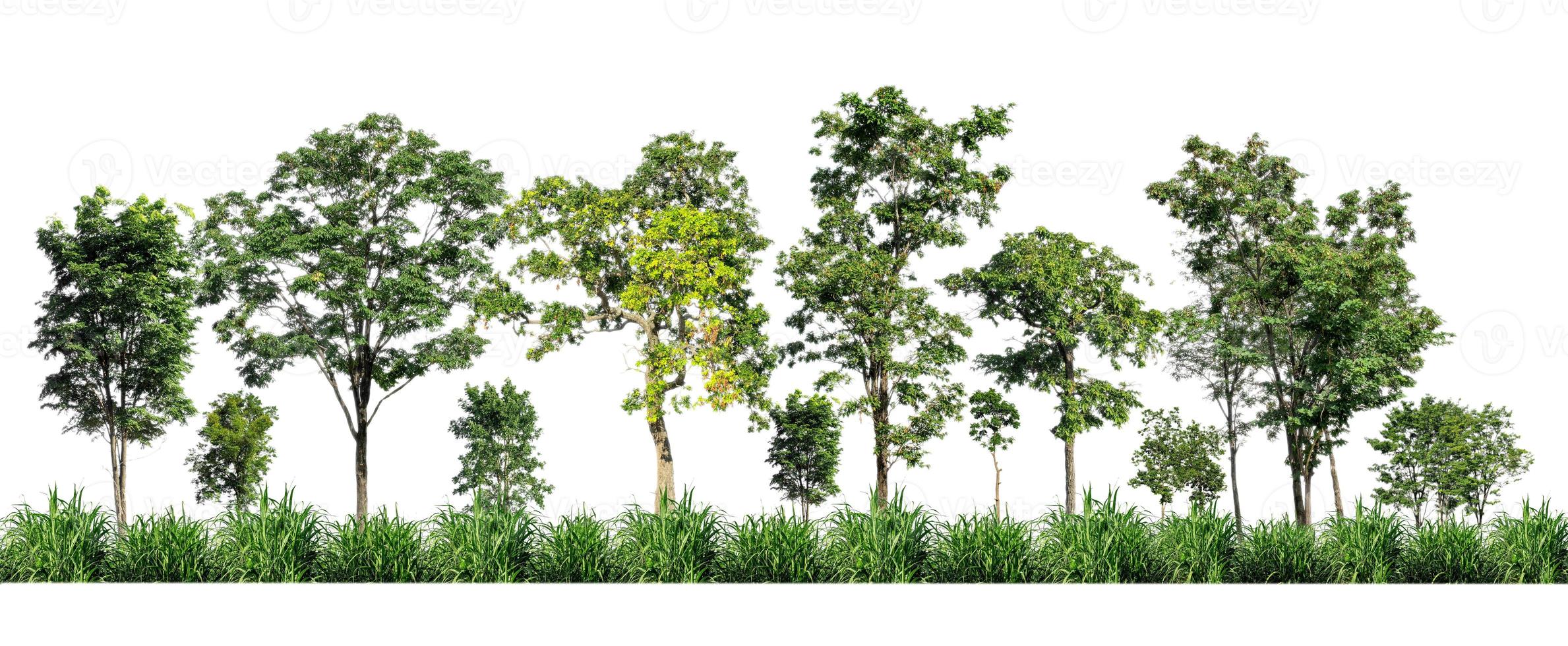 Green trees isolated on white background. forest and leaves in summer rows of trees and bushes photo