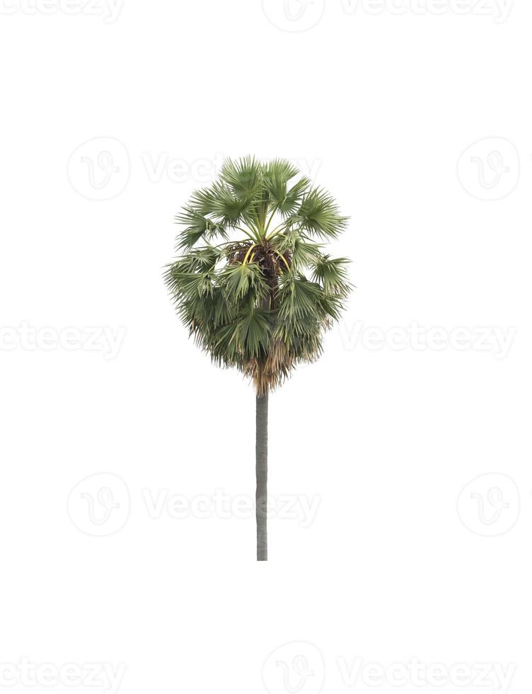 sugar palm that are isolated on a white background are suitable for both printing and web pages photo