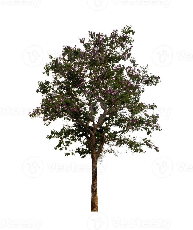 Tree that are isolated on a white background are suitable for both printing and web pages photo