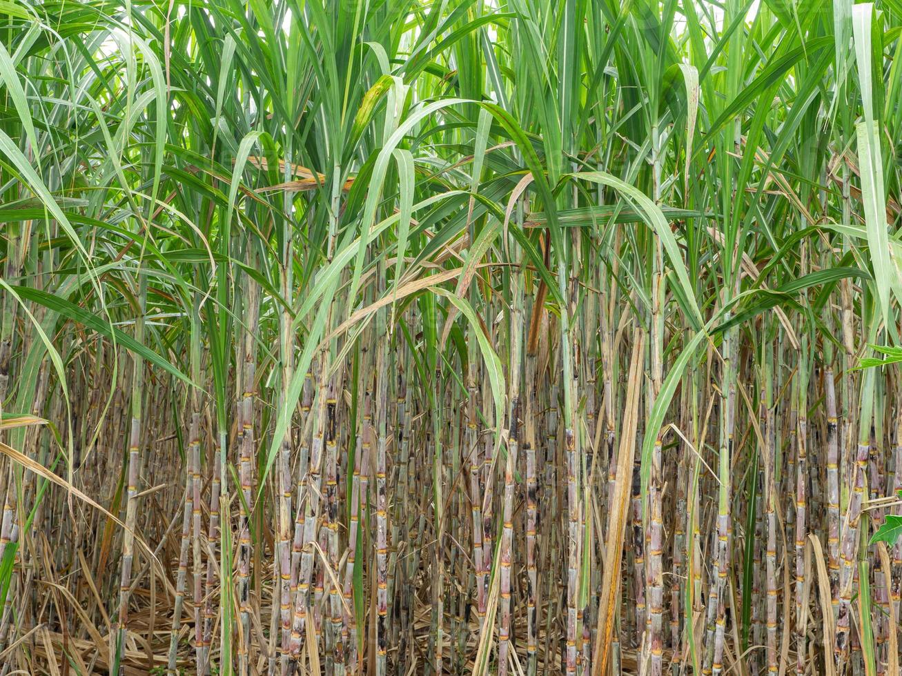 Sugarcane field at sunrise in Thailand photo