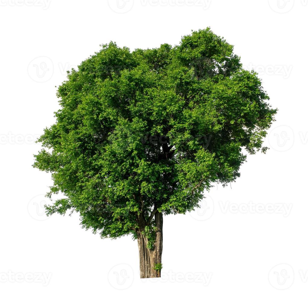 Tree that are isolated on a white background are suitable for both printing and web pages photo