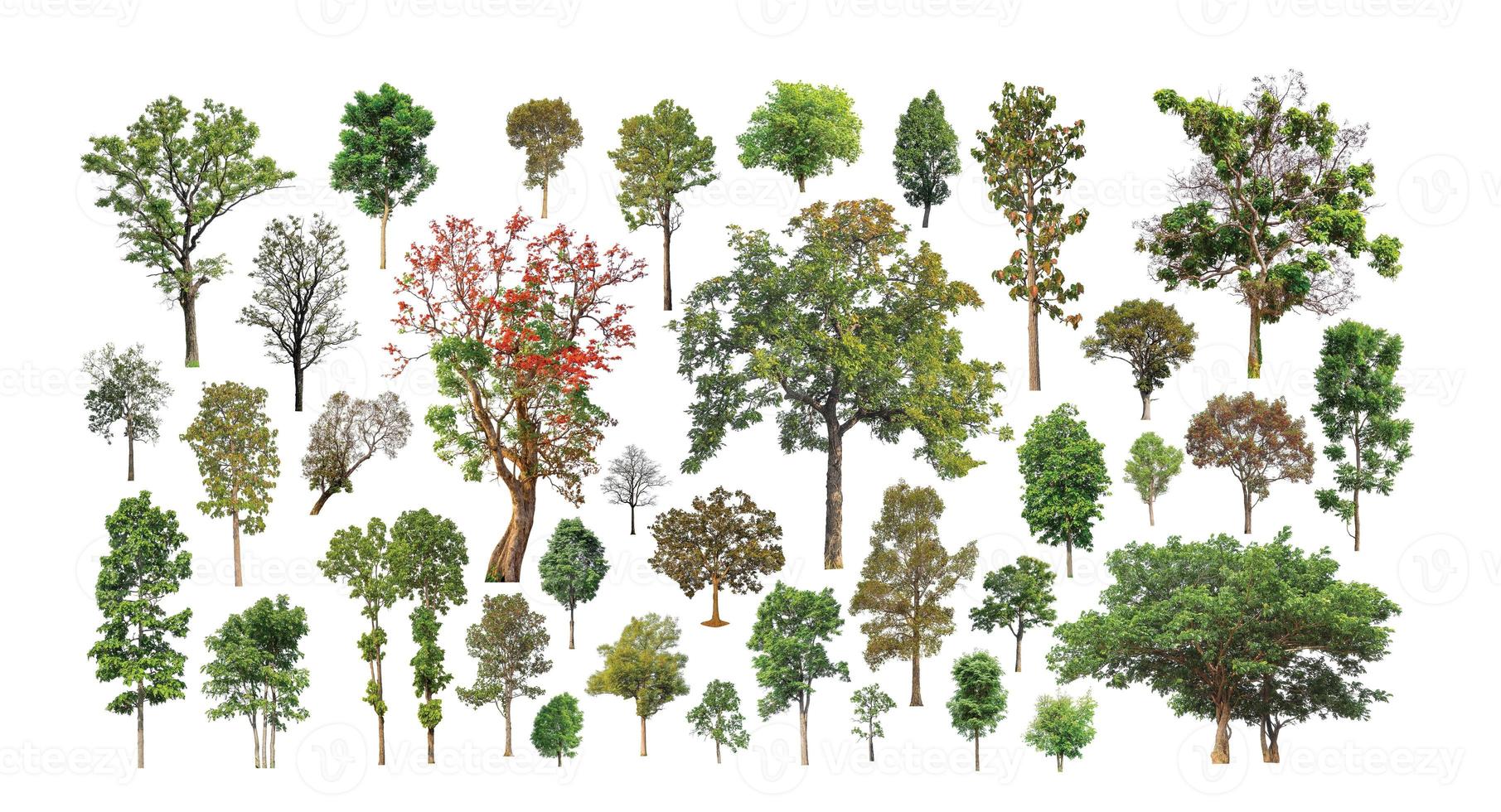 Collection Realistic Trees set isolated on white background photo