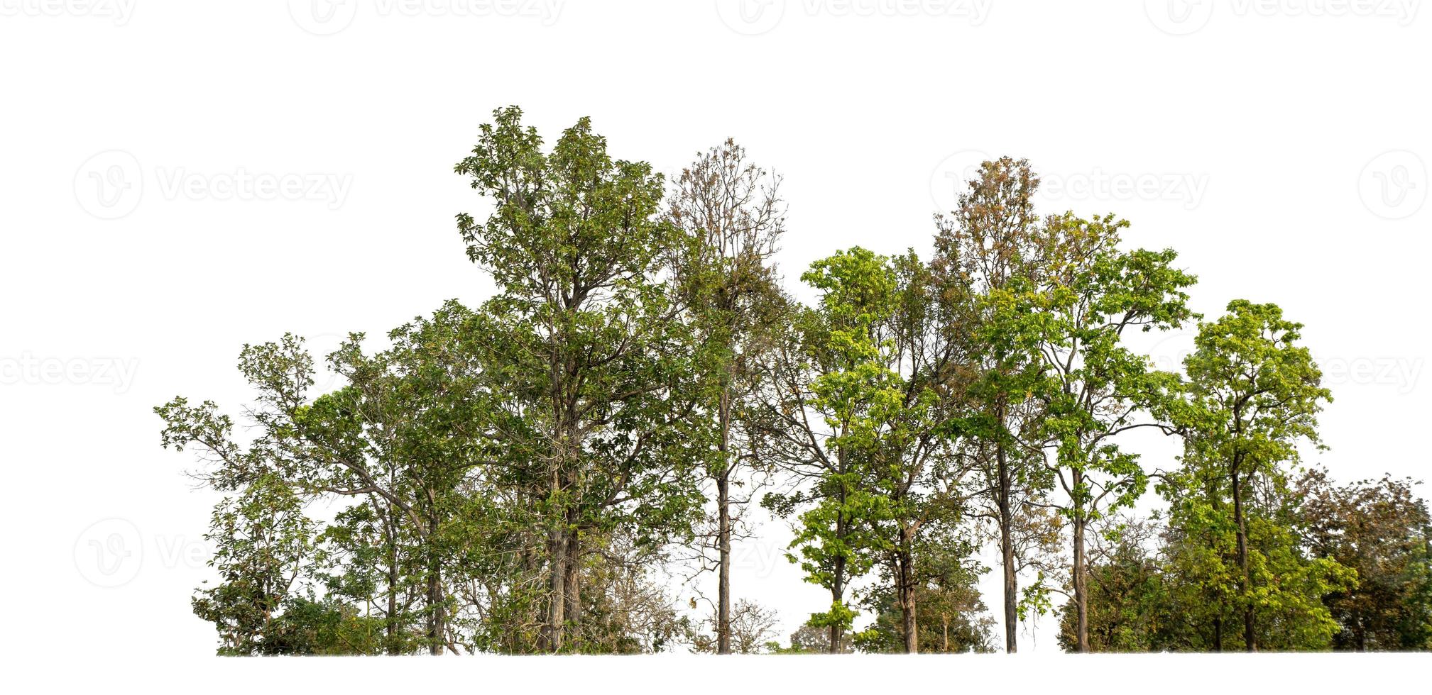 árboles verdes aislados en fondo blanco.son bosques y follaje en verano tanto para impresión como para páginas web con ruta de corte y canal alfa foto