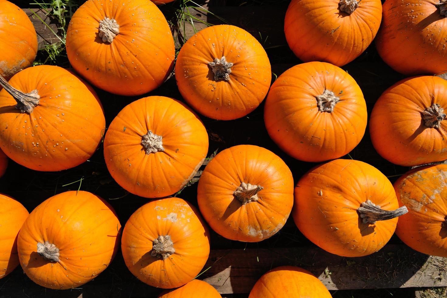 pumpkins background view photo