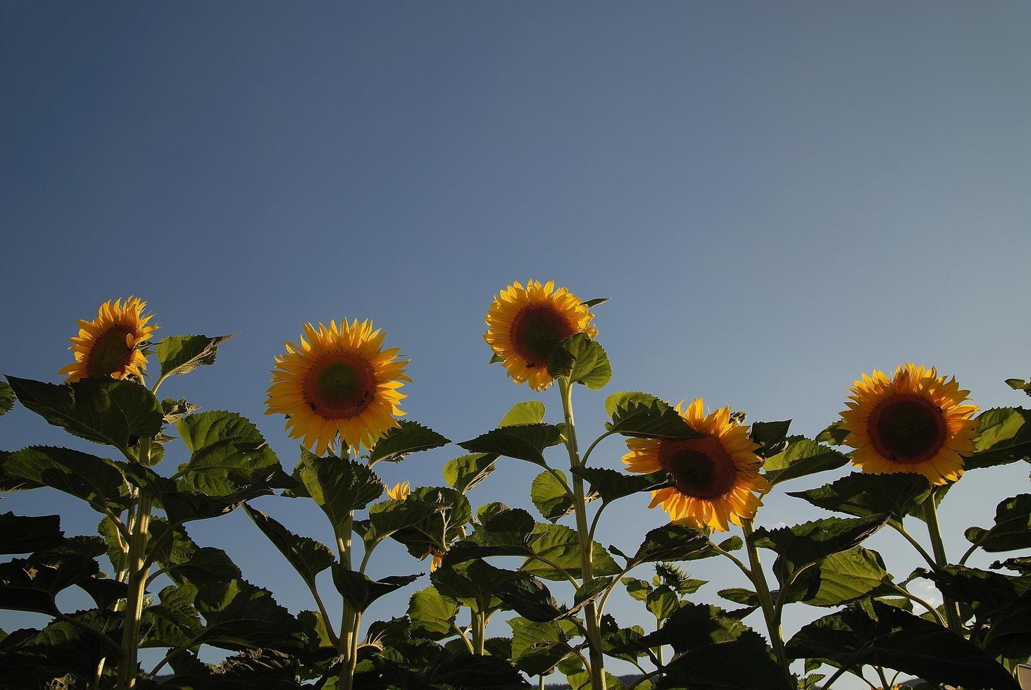 Sunflower field view photo