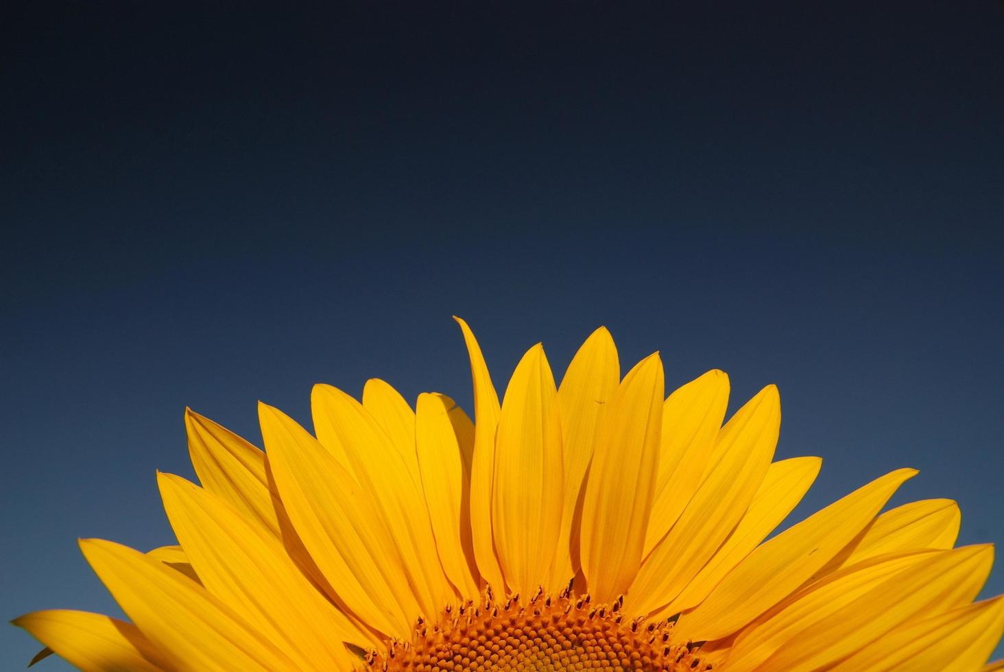 vista del campo de girasol foto