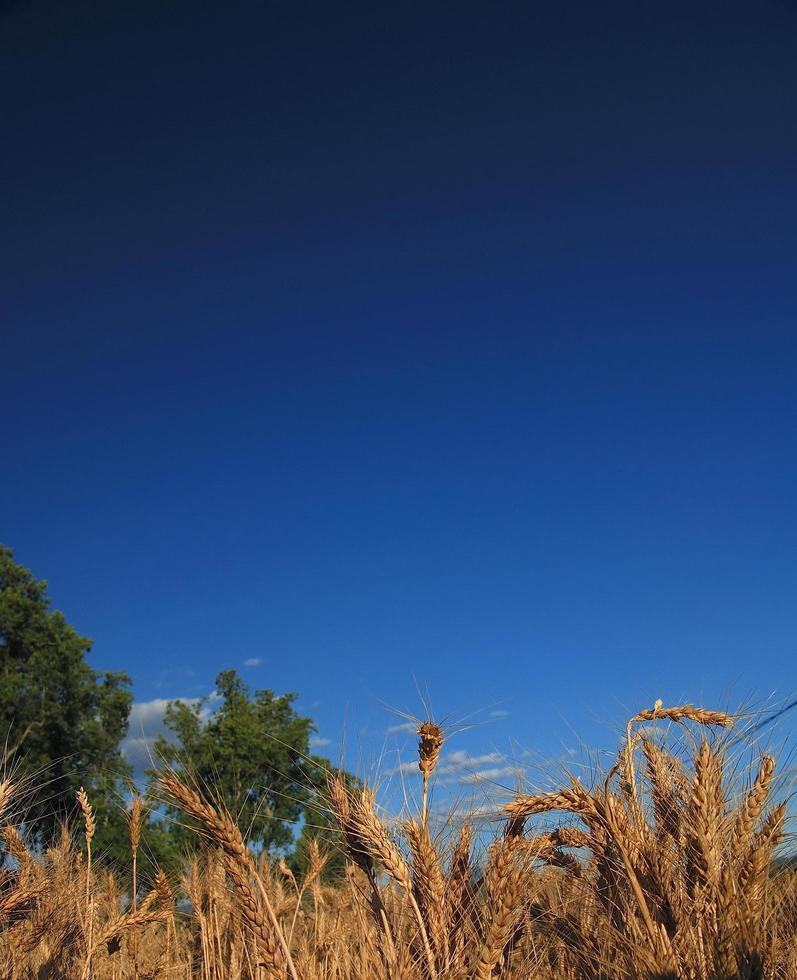 Wheat field view photo