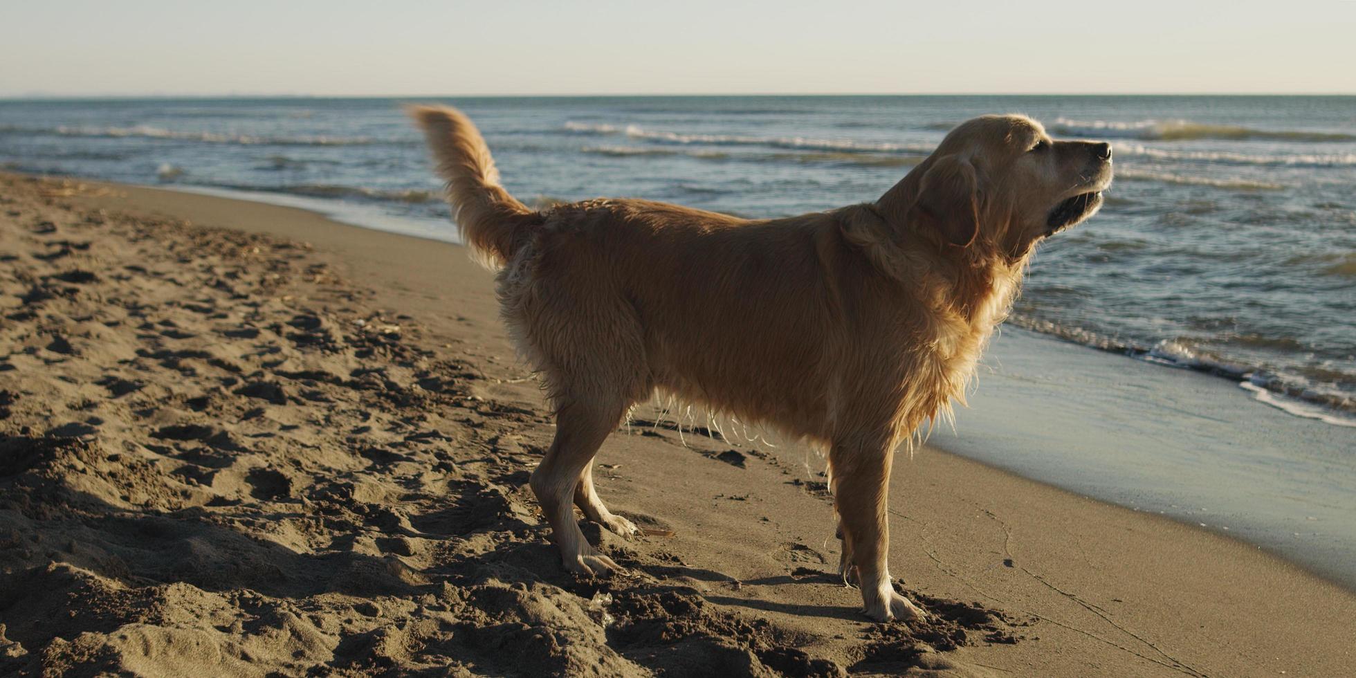 perro en la playa foto
