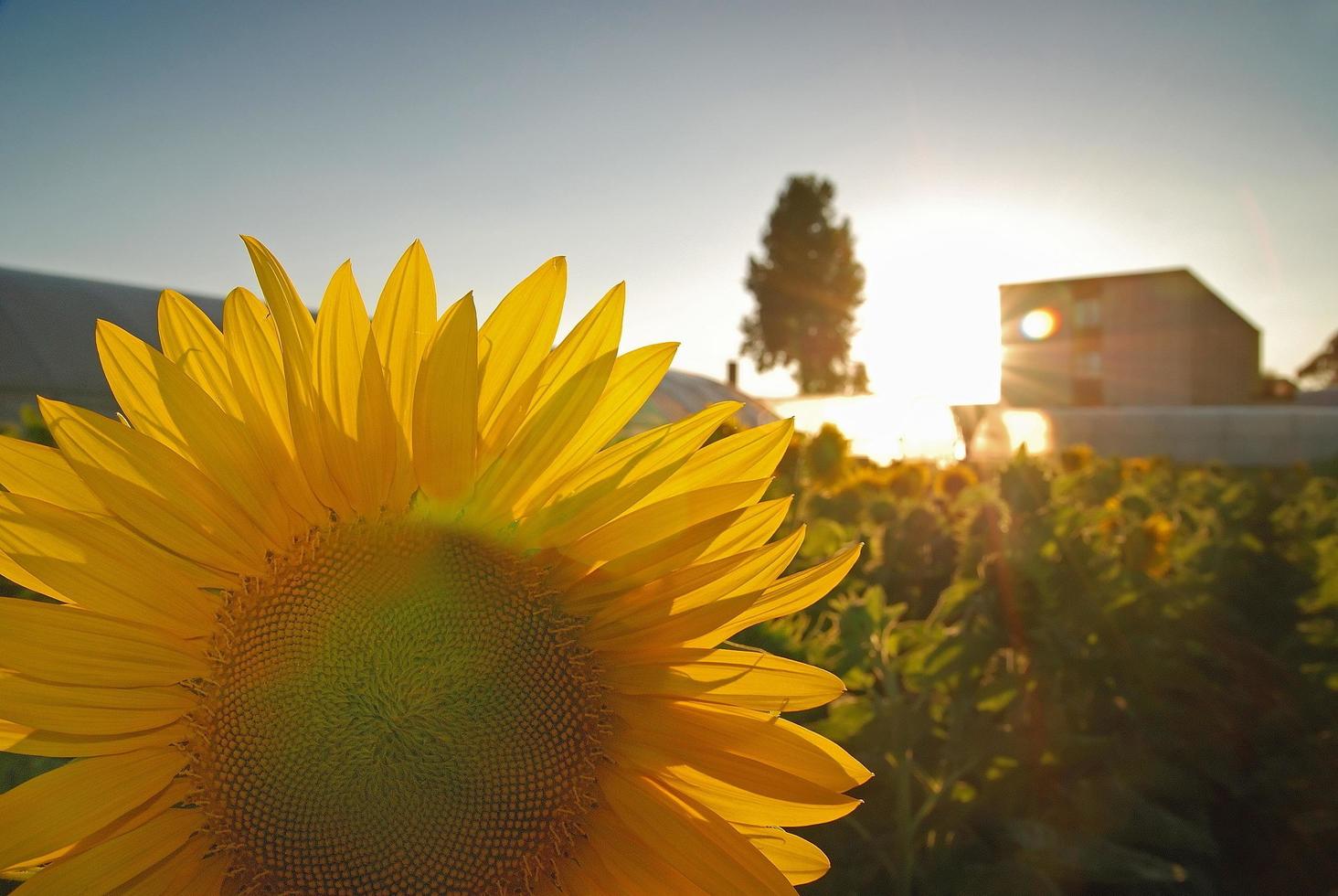 Sunflower field view photo