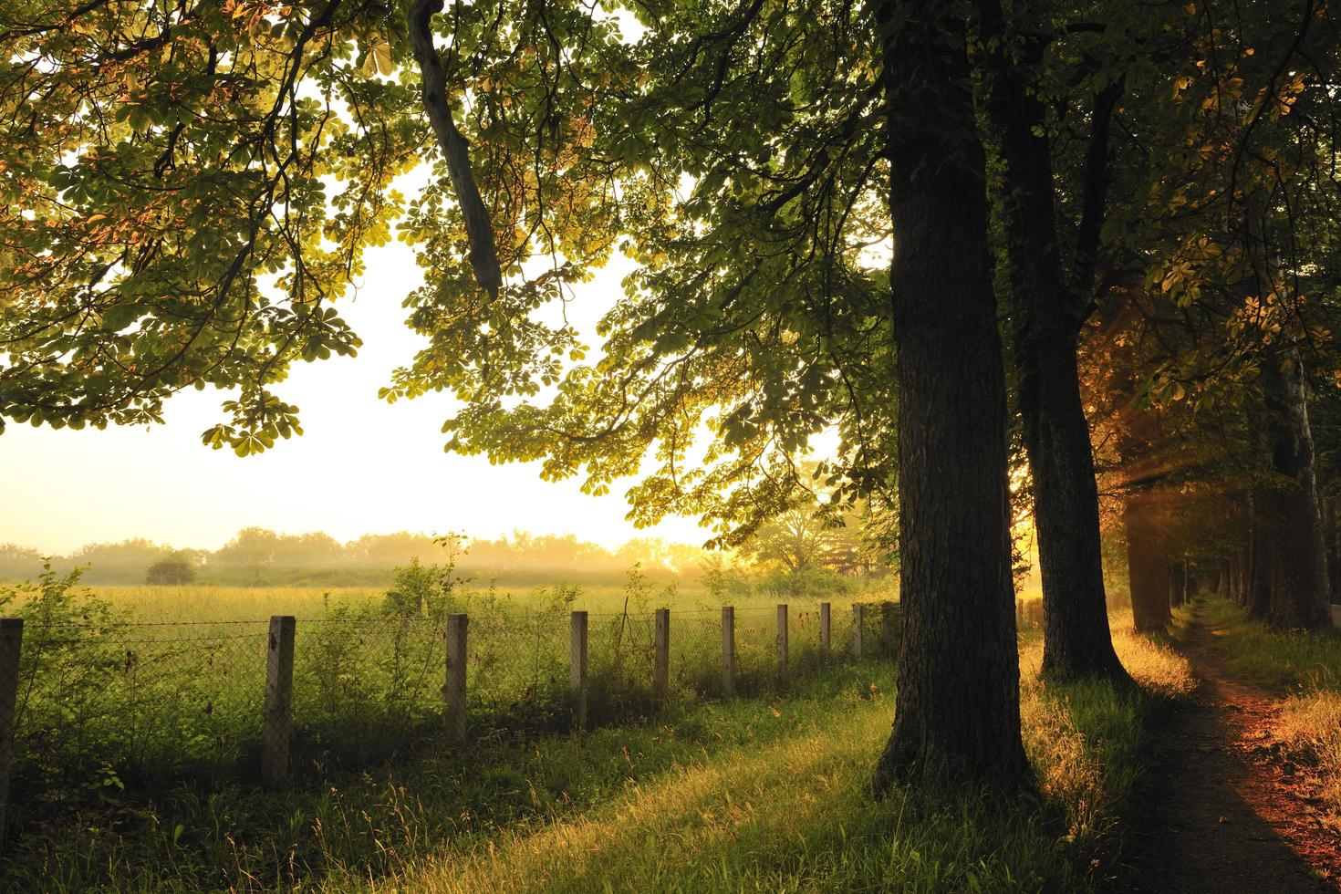sunrise in beautiful alley photo