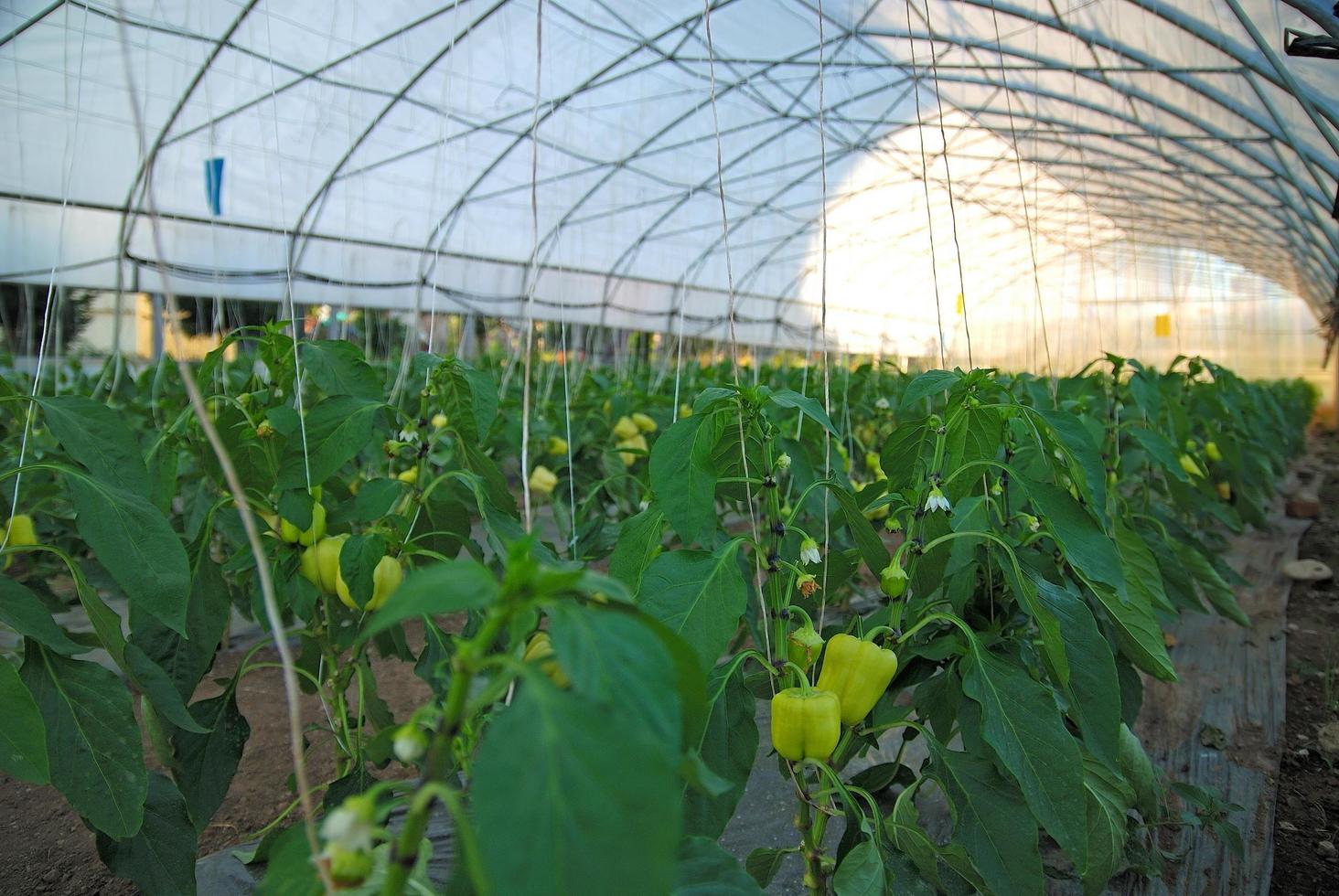 Plants in greenhouse photo