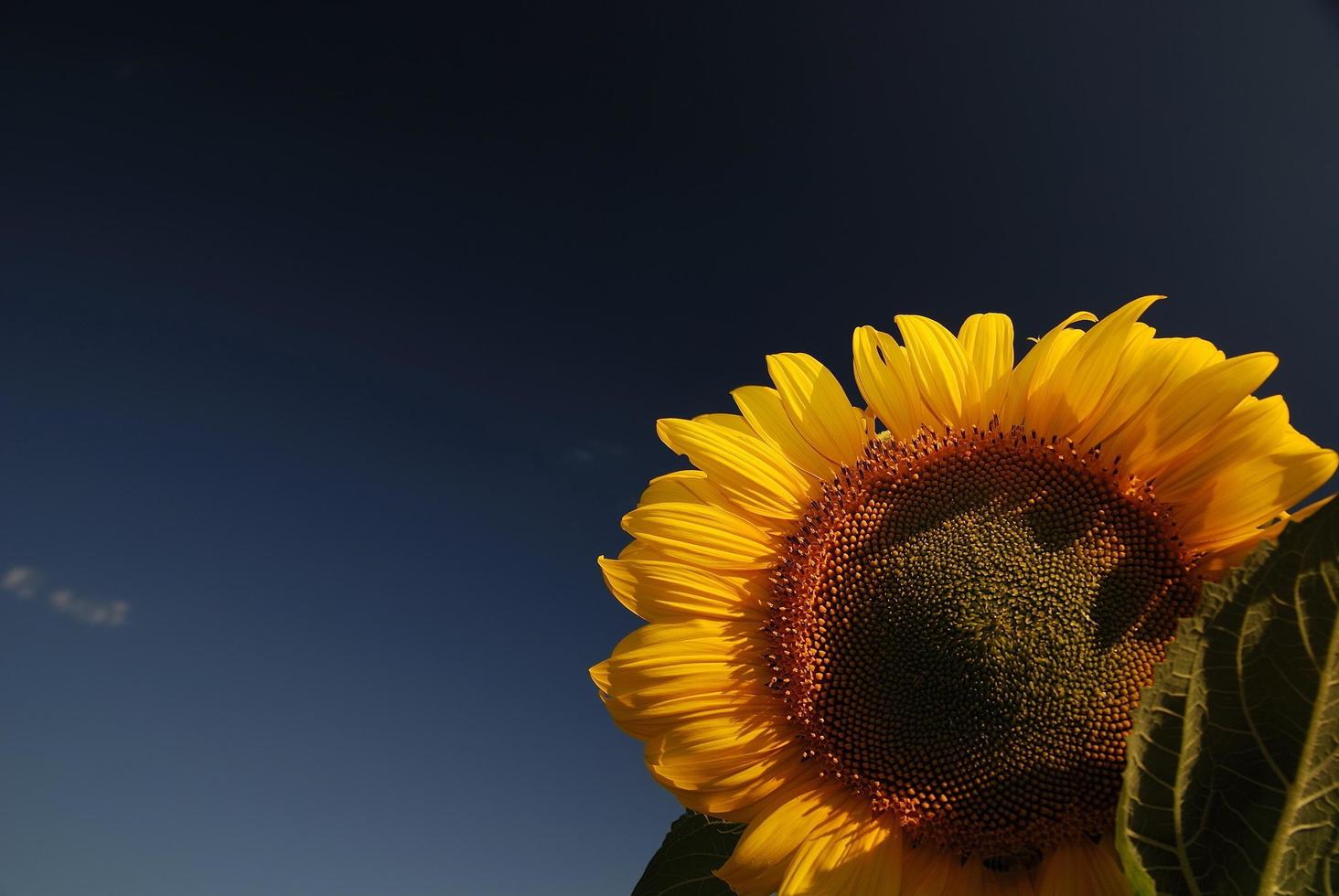 vista del campo de girasol foto