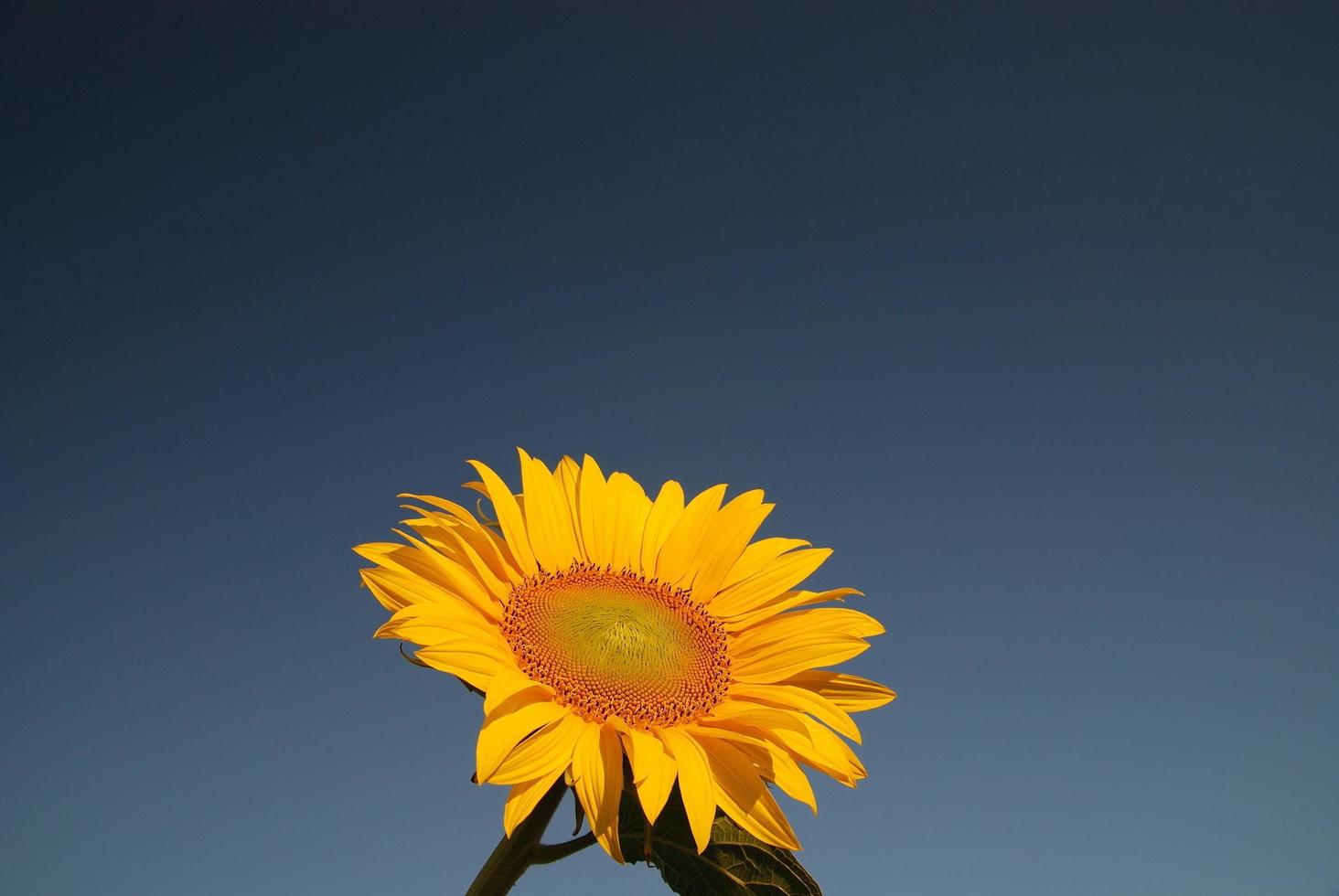 Sunflower field view photo