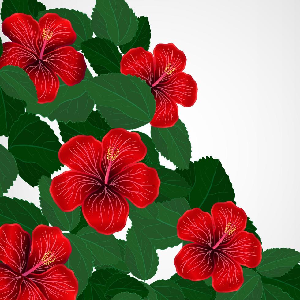 Floral design background. Hibiscus flowers. vector