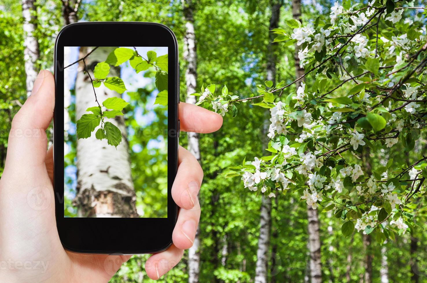 naturalist photographs leaves of birch trees photo