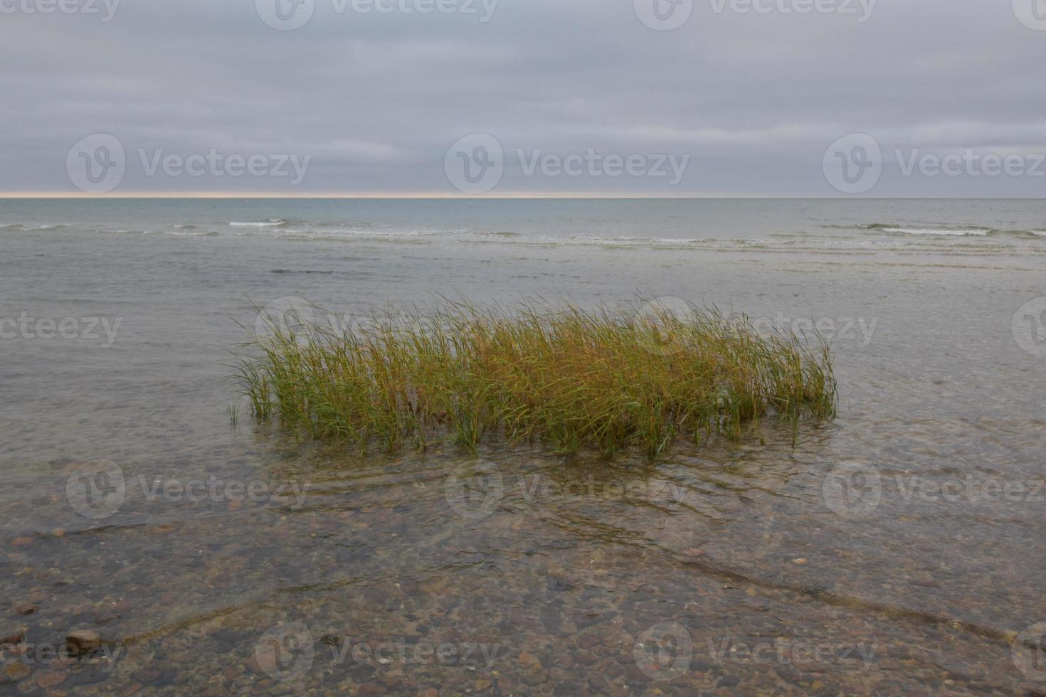 Patch of beach grass during high tide on the cape photo